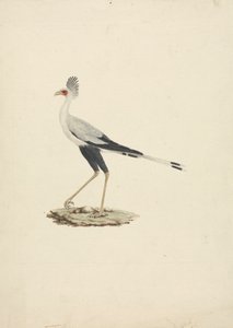 Sagittarius serpentarius (Secretarisvogel) door James Bruce