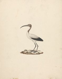 Threkiornis aethiopicus (Afrikaanse heilige ibis)