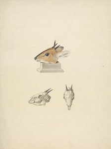 Ongeïdentificeerde Madoqua (Dik-dik): studie van hoofd en schedel door James Bruce