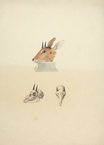 Ongeïdentificeerde Madoqua (Dik-dik): studie van hoofd en schedel