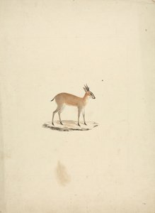 Ongeïdentificeerde madogua (Dik-dik) door James Bruce