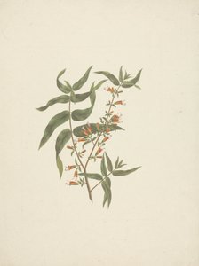 Woodfordia uniflora (A. Rich.) Koehne: afgewerkte tekening van bloeiende scheut door James Bruce