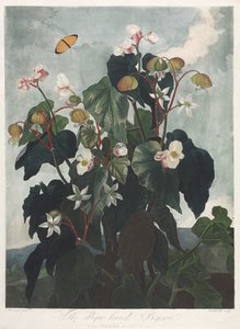 De Tempel van Flora, of Tuin van de Natuur: De Scheefbladige Begonia door James Caldwall
