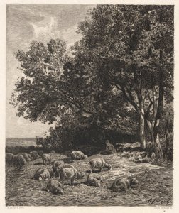 Schapen grazen