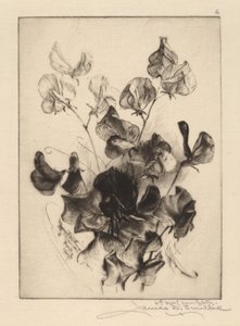 Lathyrus door James David Smillie