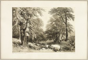 Beukenbomen in Arundale Park, uit Het Park en het Bos door James Duffield Harding