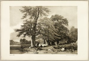 Beuk, uit Het Park en het Bos door James Duffield Harding