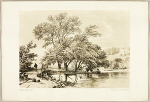 Gewone Wilg, uit Het Park en het Bos door James Duffield Harding
