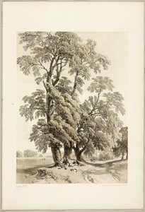 Iep, uit Het Park en het Bos door James Duffield Harding