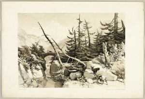 Lariks, uit Het Park en het Bos door James Duffield Harding