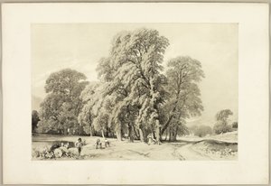 Platanen, uit Het park en het bos