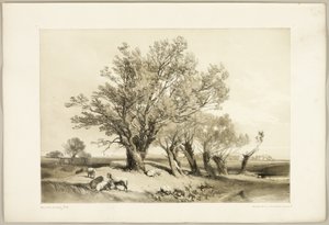 Knotwilg, uit Het Park en het Bos door James Duffield Harding