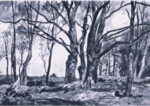 Knotwilgen in de weilanden van Windsor, Natuur in Groot-Brittannië uitgegeven door Collins door James Duffield Harding