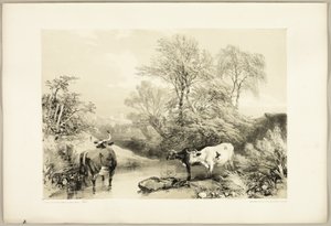 Doorn, Wilg, Beuk en Berk, uit Het Park en het Bos
