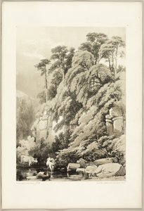 Wych Elm en Sparren, uit Het Park en het Bos door James Duffield Harding
