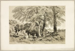 Wych Elm, uit Het park en het bos
