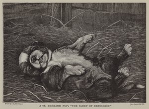 Een St. Bernard pup: de slaap van onschuld door James E. Bourhill