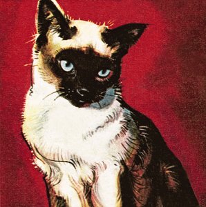 Siamese kat door James Edwin McConnell