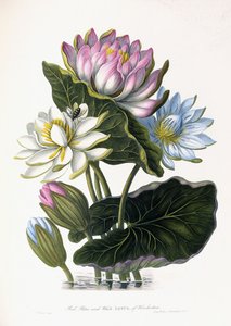 Rode, blauwe en witte lotus van Hindostan, 1781 door James Forbes