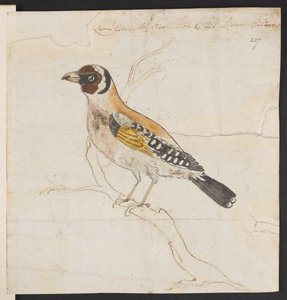 Vogelkuiken, c. 1757-1815 door James Gillray