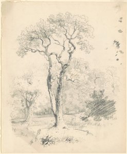 Een Open Plek met Bomen