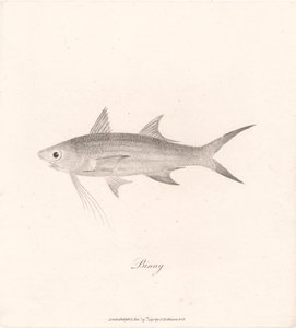 Binny