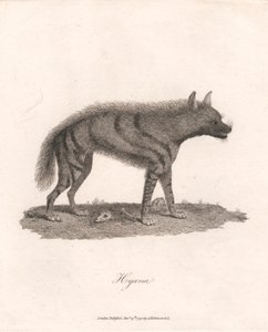 Hyena