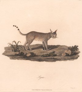 Lynx door James Heath