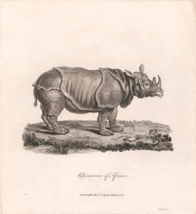 Neushoorn van Afrika door James Heath