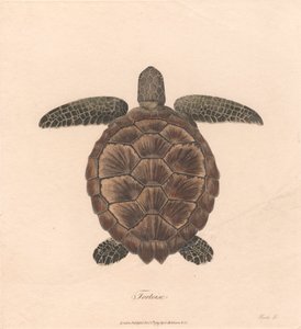 Schildpad door James Heath