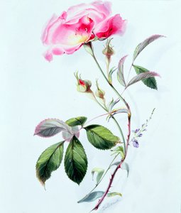 Een roos
