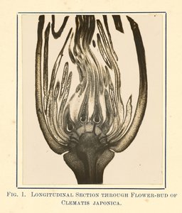 [Zicht op Clematis Japonica - Lengtedoorsnede].