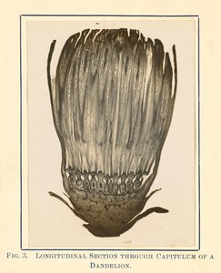 [Zicht op paardenbloemplant - Lengtedoorsnede]. door James Hornell