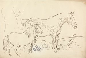 Paard en pony