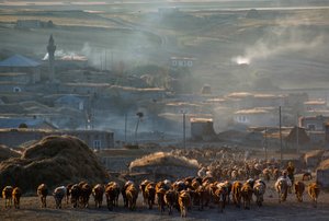 Een grote kudde vee trekt door een stoffig plattelandsdorp. Enrentepe, Turkije. door James L Stanfield