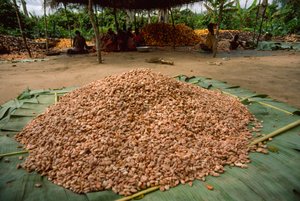 Een grote stapel cacaobonen (Geslacht: Theobroma, soort: cacao), die alre ad...