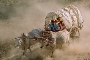 Ossenkarwedstrijden markeren de vollemaandag van Kason. Patheingyi, ten oosten van Mandalay, Birma