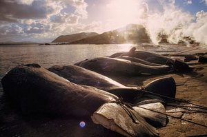 Geslachte walvissen liggen op het strand na een jacht. FRENCHMAN BAY DICHTBIJ ALBANY, WEST-AUSTRALIË. door James L Stanfield