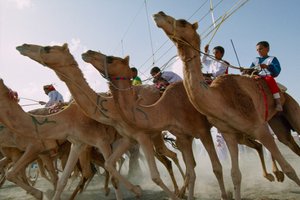 Kamelen stormen vooruit tijdens de Nationale Dag kameelraces van Oman. Al Falaj District Racetrack, Oman