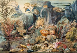 Oceaanleven. Makers: James M. Sommerville, Christian Schussele door James M. Sommerville