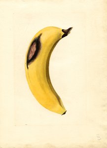 Banaan (Musa) (aquarel) door James Marion Shull