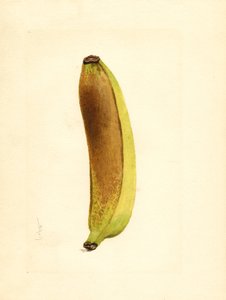 Banaan (Musa) (aquarel) door James Marion Shull