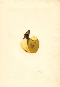 Banaan (Musa) (aquarel)