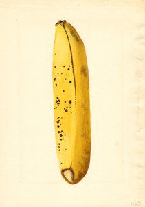 Banaan (Musa) (aquarel) door James Marion Shull