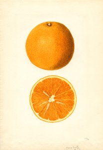 Boone Vroege Sinaasappels (Citrus sinensis) (aquarel) door James Marion Shull