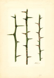 Citrusanker op stengel van sinaasappelplant (Poncirus trifoliata) (aquarel) door James Marion Shull