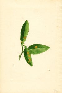 Ziek sinaasappelboomblad (Citrus aurantium) (aquarel) door James Marion Shull