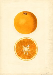 Homosassa Oranges ( Citrus sinensis) (watercolor) door James Marion Shull