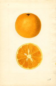 Mallorca sinaasappels ( Citrus sinensis) (aquarel) door James Marion Shull
