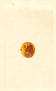 Sinaasappel (Poncirus trifoliata) (aquarel) door James Marion Shull